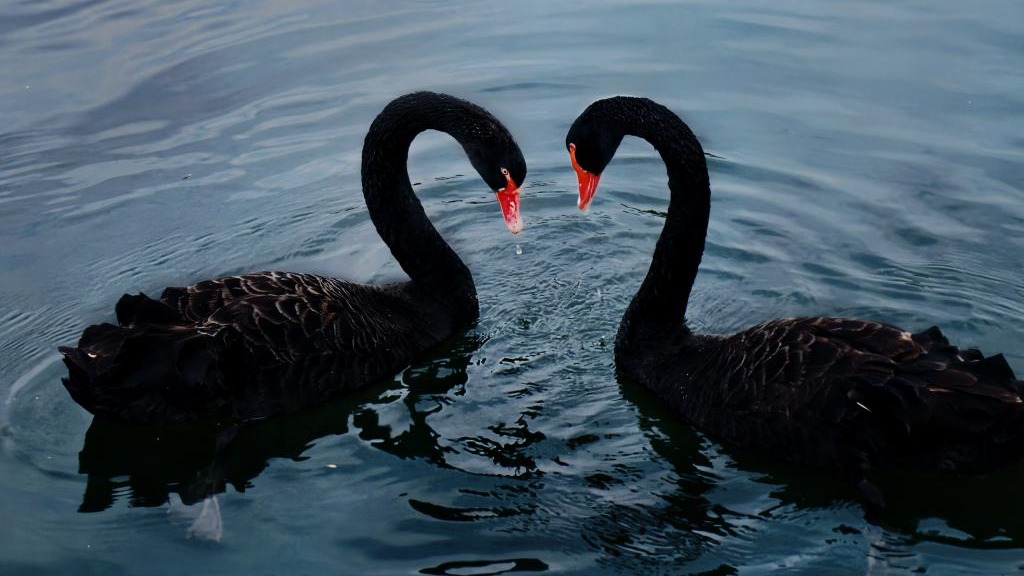 黑天鹅-为美而生