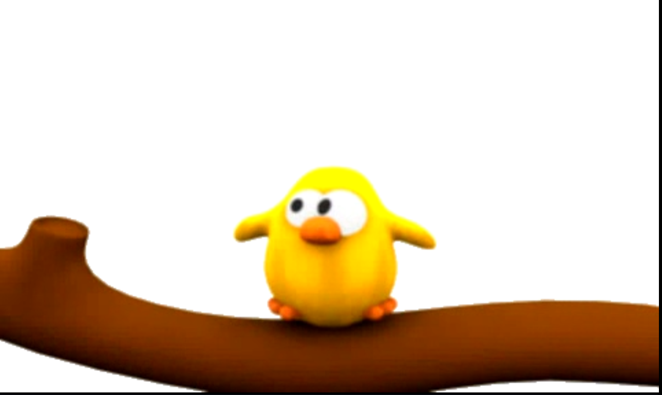 bird_test
