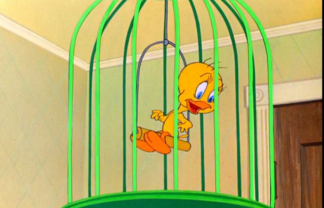 叽叽喳喳的喜鹊